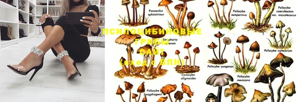 дживик Инта